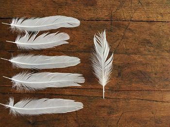 Directly above shot of feathers on table