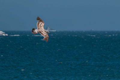 Seagull flying over sea against clear sky
