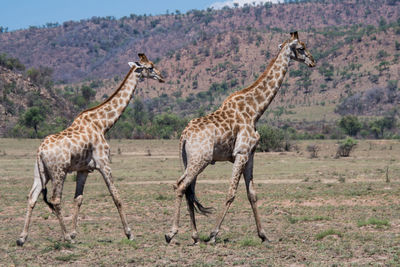 Giraffe standing on land