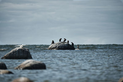 Birds swimming in sea against sky