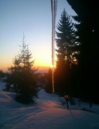 Sun shining through trees