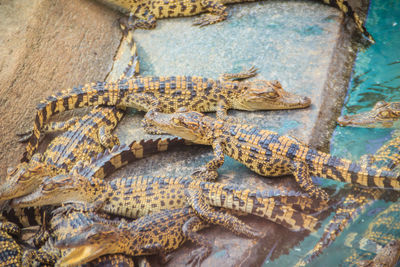 High angle view of crocodile in zoo