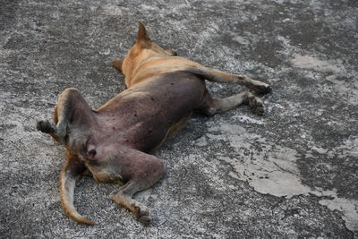 High angle view of a dog resting on rock