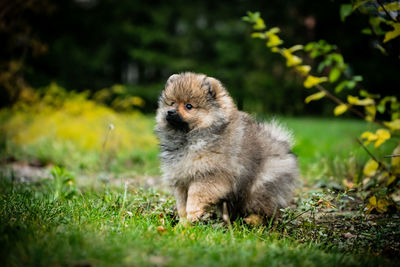 Dog looking away on field