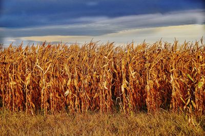 Crops growing on field against sky