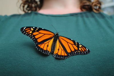 Close-up of butterfly on flower