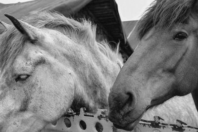 Close-up of horse in stable