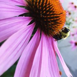 Close-up of honey bee on purple coneflower