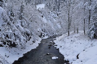 Snow covered land and trees during winter