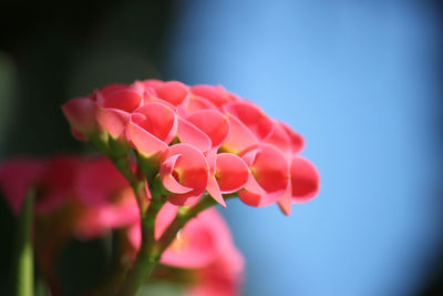 Close-up of pink flowering plant