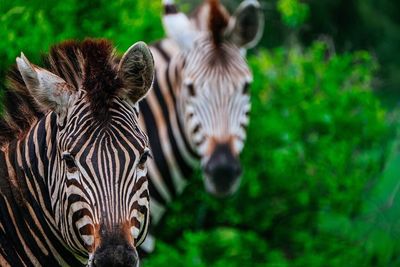 Portrait of zebras on field