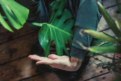 Close-up of hand holding plant