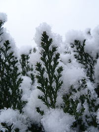 Close-up of frozen plants against sky