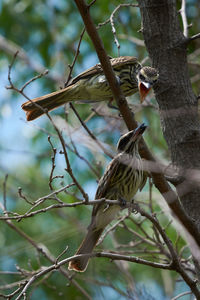 Close-up of bird perching on tree