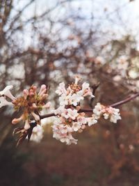 Close-up of cherry blossoms in spring