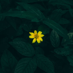 High angle view of yellow flowering plant
