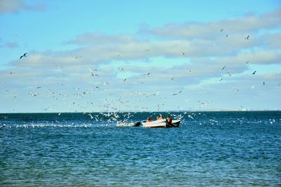 Fishing boats are attacked by hungry seagulls