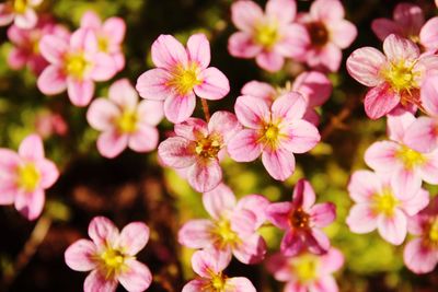 Close-up of pink flowering plants