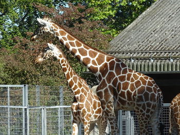 giraffe