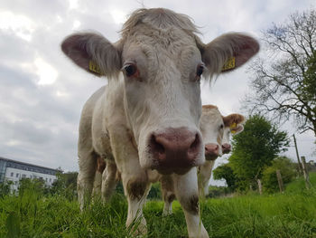 Portrait of cow on field