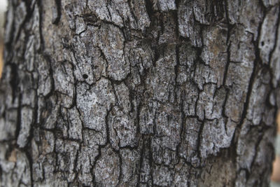 Full frame shot of tree trunk