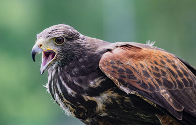 Close-up of eagle