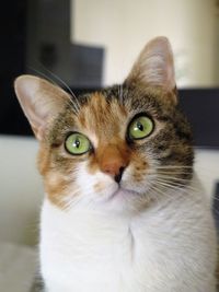 Close-up portrait of cat at home