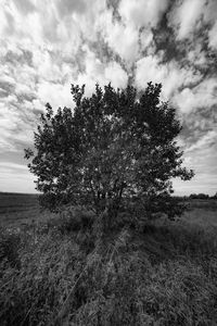 Tree on field against sky