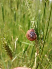 Close-up of snail on grass