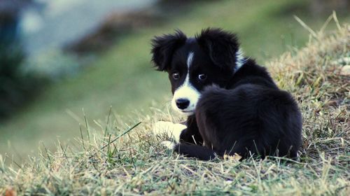 Portrait of dog sitting on grassy field