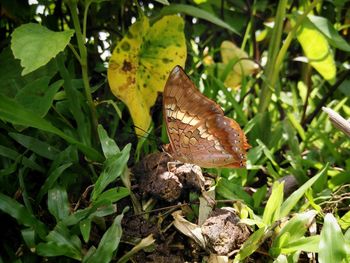 Close-up of butterfly on leaf