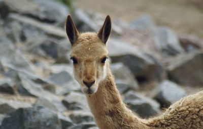 Close-up of lama