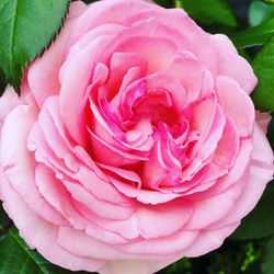 Close-up of pink rose