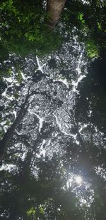 High angle view of river amidst trees in forest