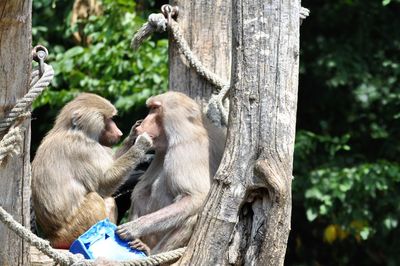 Close-up of monkeys on tree trunk