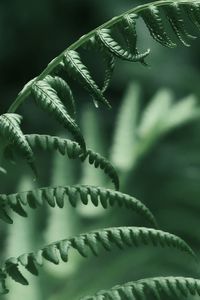 Green fern in the forest