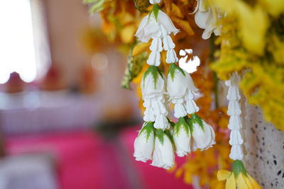 Close-up of white flowering plant hanging