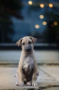Portrait of dog sitting outdoors