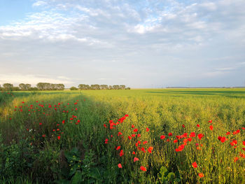 Scenic view of poppy field against sky