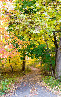 Road amidst trees during autumn