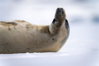 Close-up of crabeater seal with head upside-down