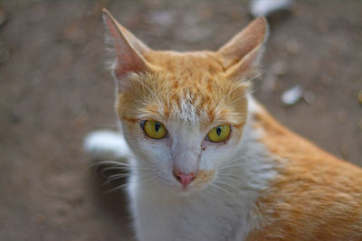 Close-up portrait of a cat