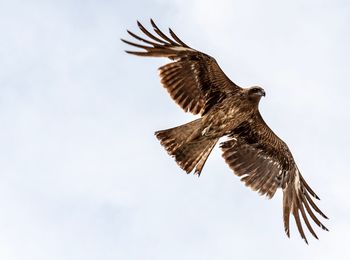 Low angle view of eagle flying in sky