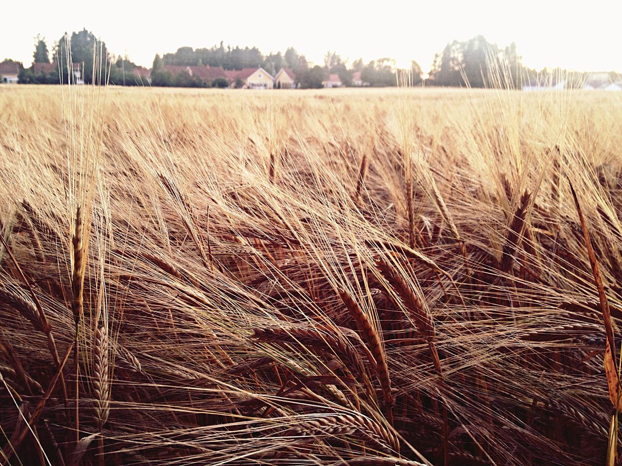 agriculture, rural scene, field, farm, crop, landscape, growth, cereal plant, tranquility, clear sky, wheat, cultivated land, tranquil scene, nature, plant, grass, beauty in nature, dry, scenics, hay