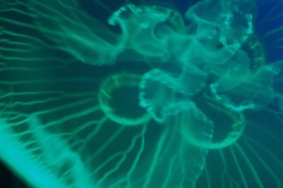 Close-up of coral underwater