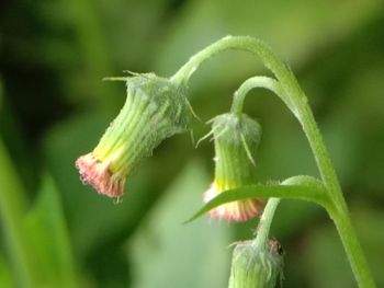 Close-up of green plant