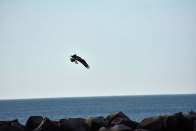 Bird flying over sea against sky