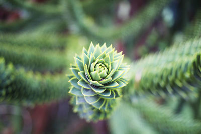 Close-up of flower bud