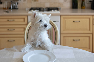 White dog west white terrier sits at the dining table in the kitchen in front of an empty plate