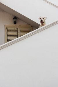 Portrait of dog against white wall